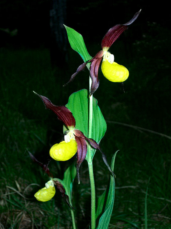 Cypripedium calceolus (ora in fiore)